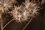 Coastal plain palafox